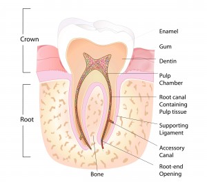 Root Canal Vancouver: diagram demonstrating the anatomy of a tooth. Contact us if you need a Root Canal in Kitsilano, or UBC.