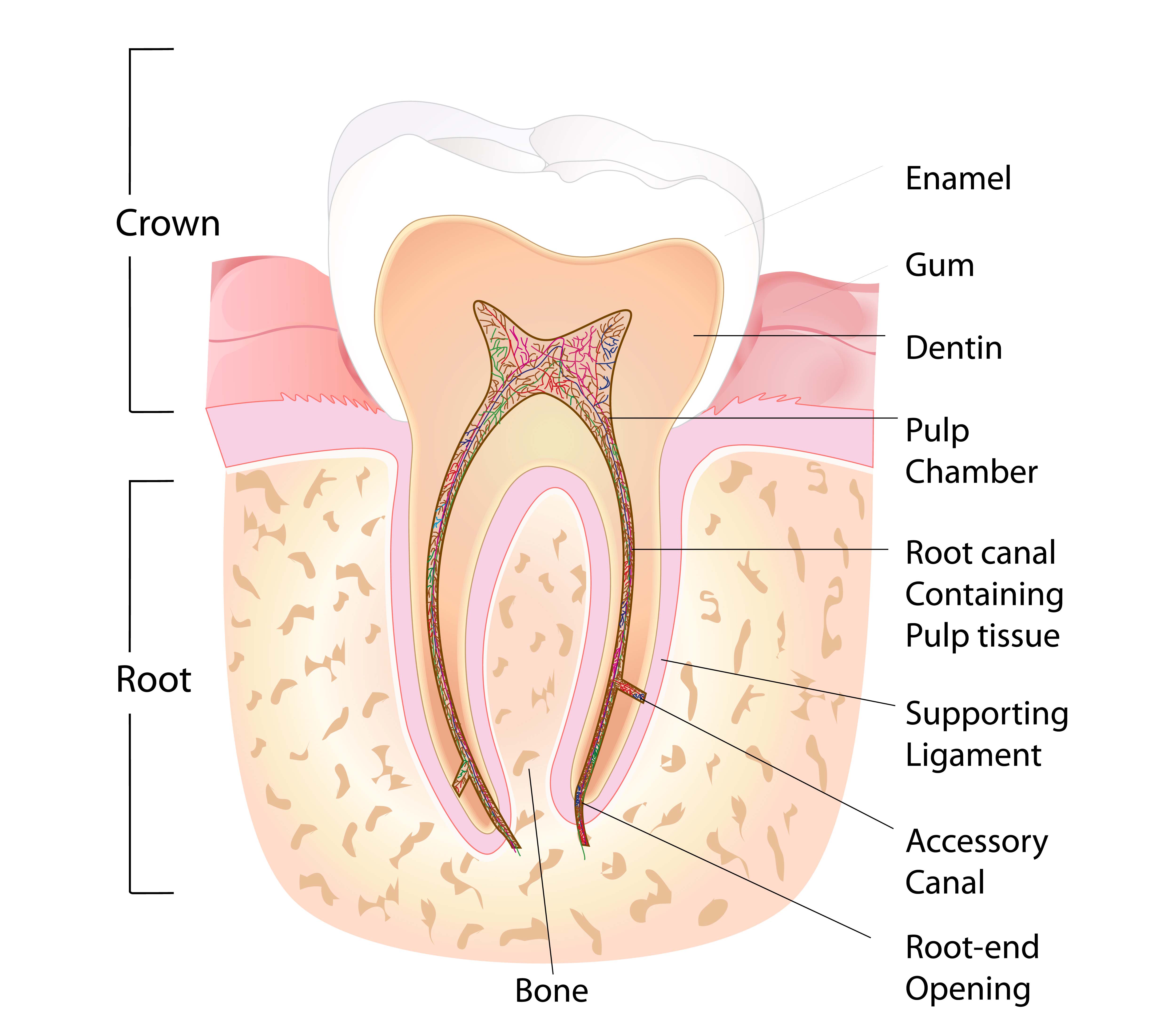 anatomy of the tooth root