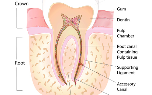 Root Canal Vancouver - This diagram shows a healthy tooth anatomy including the root canal.